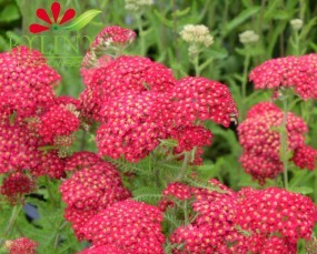 Achillea millefolium Red Velvet - Krwawnik pospolity