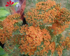 Achillea millefolium Terracotta - Krwawnik pospolity
