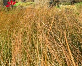 Carex testacea Prairie Fire - Turzyca ceglasta