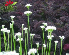 Allium tuberosum - Czosnek bulwiasty/ Czosnek chiński