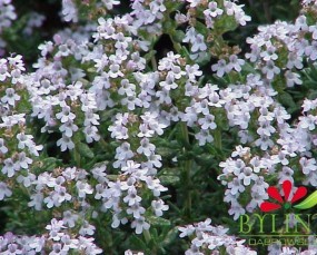 Thymus vulgaris - Tymianek pospolity